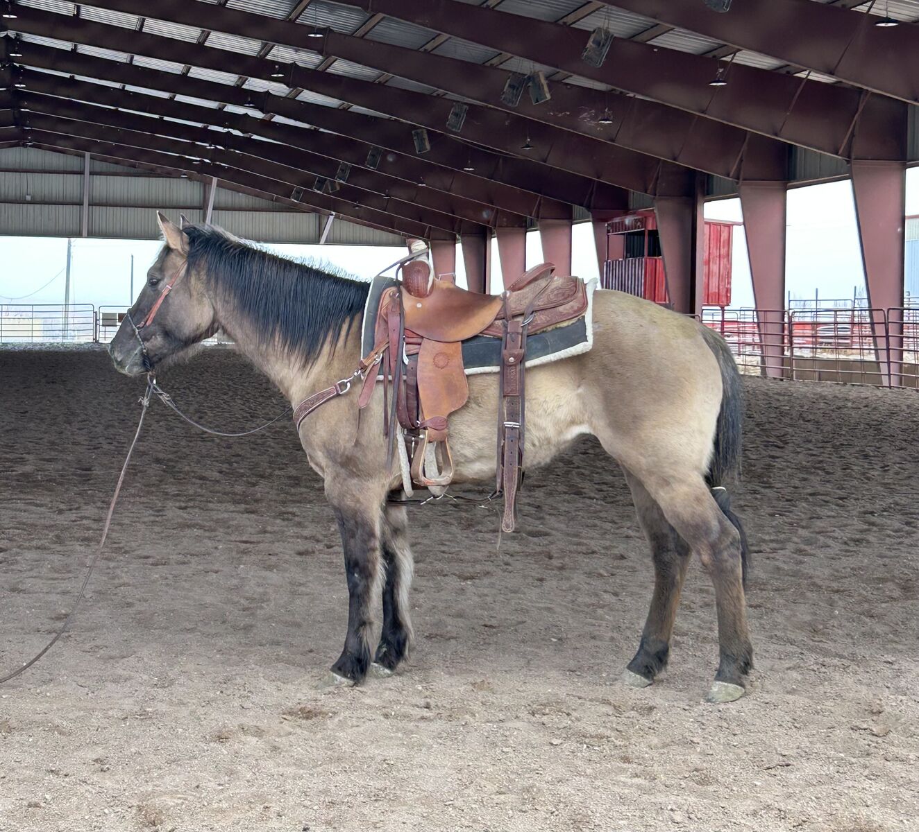 Grade 3 Year Old Filly