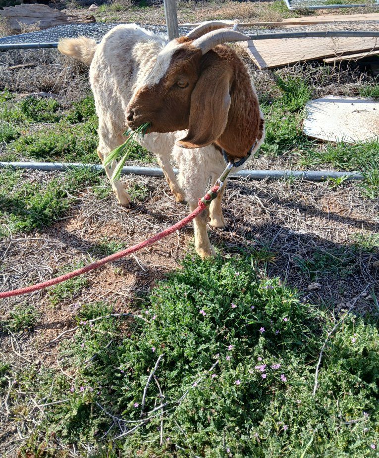 Female Boar and Male Nigerian Dwarf goats for sale