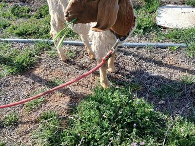 Female Boar and Male Nigerian Dwarf goats for sale
