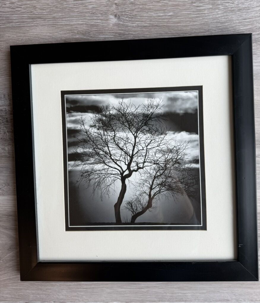 Framed And Matted Tree Picture