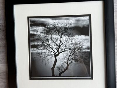Framed And Matted Tree Picture