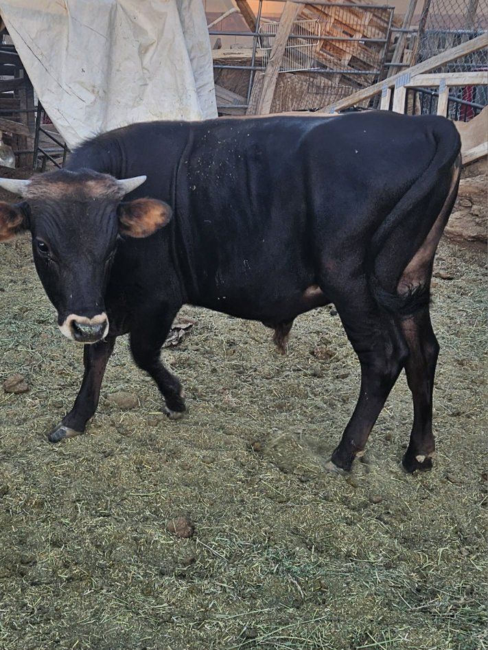 Jersey bull
