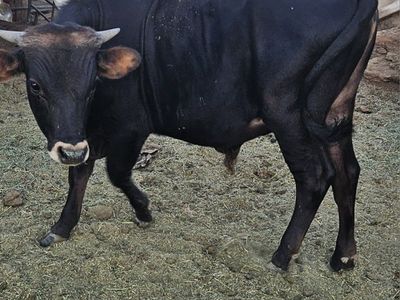 Jersey bull