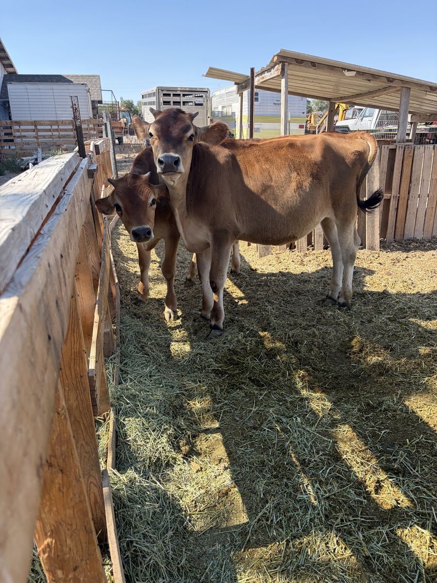 2 Jersey steers