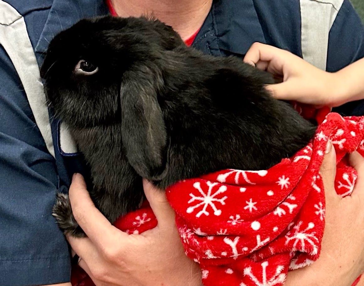 FREE! Cute 4 year old holland lop male rabbit