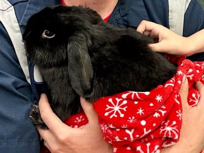 FREE! Cute 4 year old holland lop male rabbit