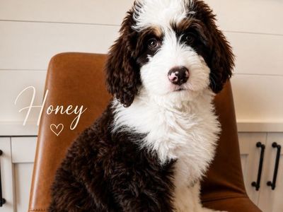 Bernedoodle puppies (F1B)