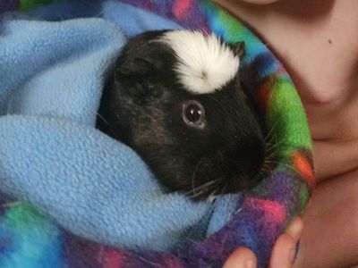 Female Guinea Pig