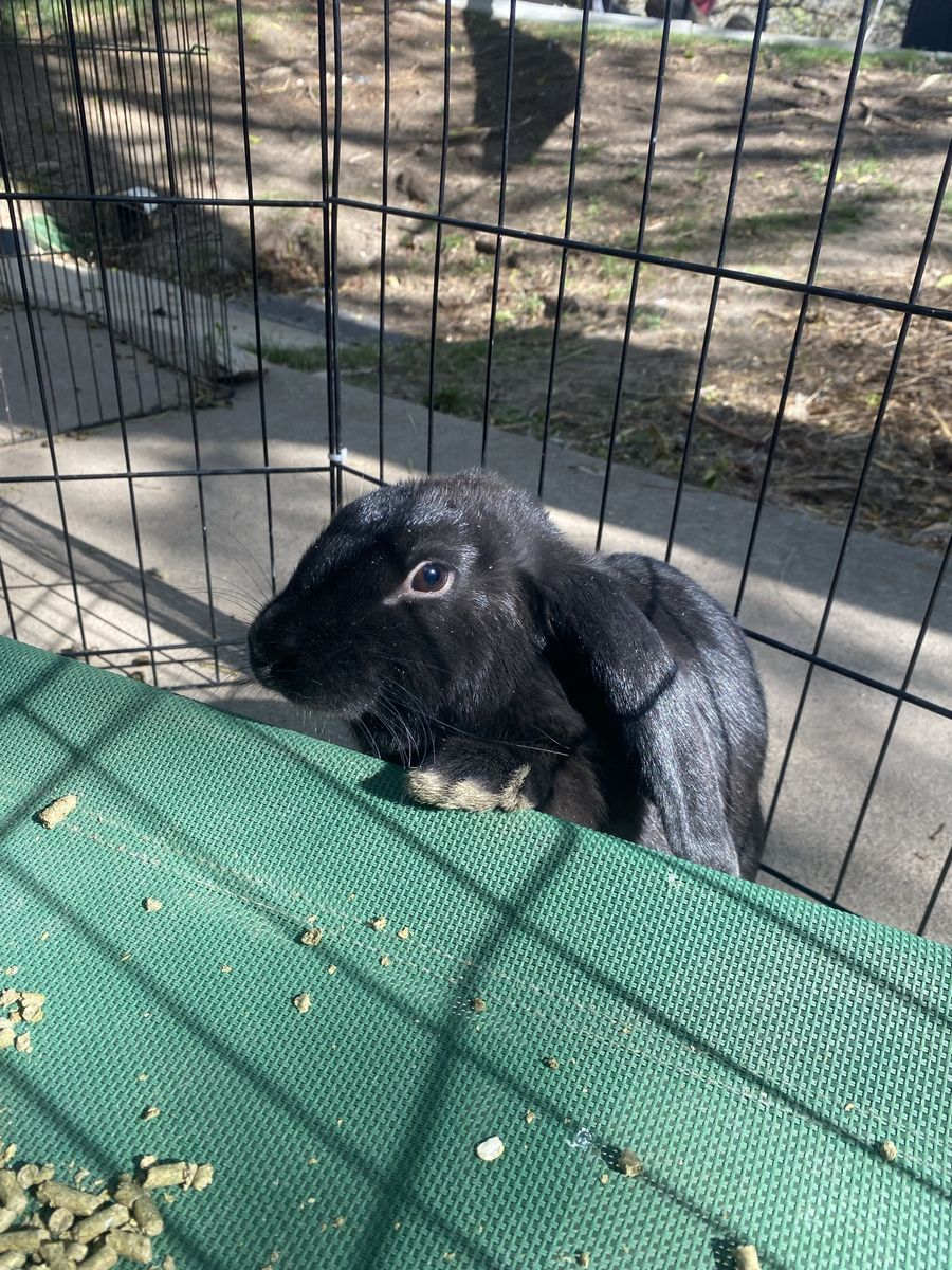 Lop Rabbit DOE