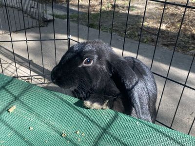 Lop Rabbit DOE