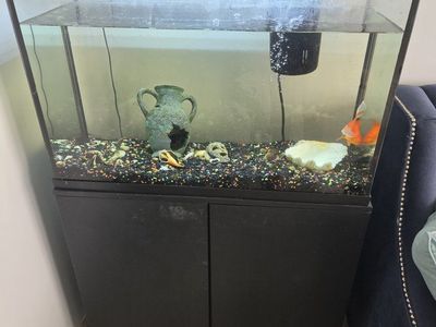 Fish Tank with Stand, Goldfish, Filter, and Accessories