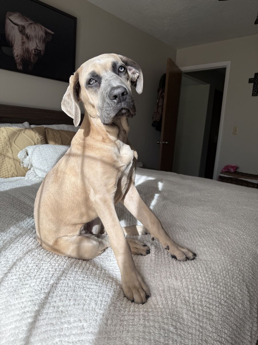 Purebred Female Cane Corso Formentino Coat
