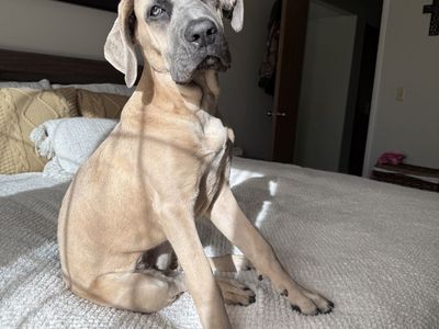 Purebred Female Cane Corso Formentino Coat