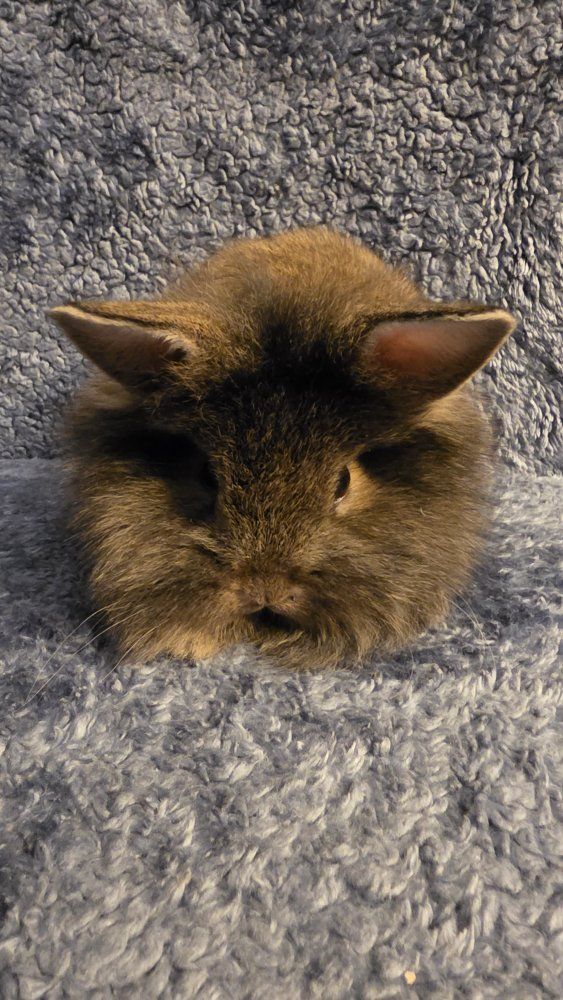 Lion lop