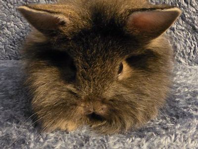 Lion lop