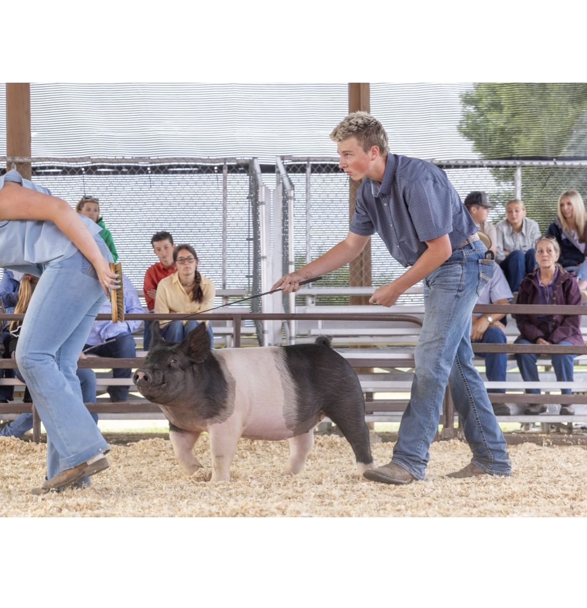 Show pigs for winter and spring show