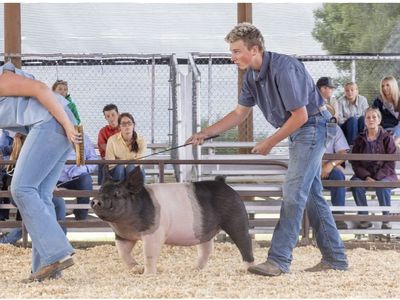 Show pigs for winter and spring show