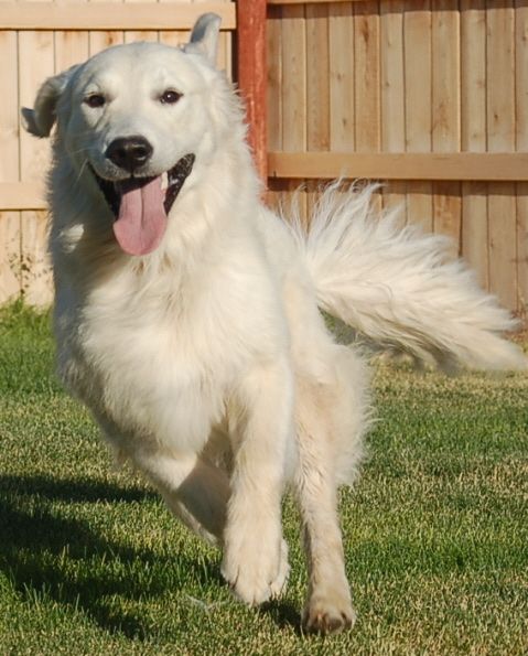 HONDO GOLDEN RETRIEVER STUD EC