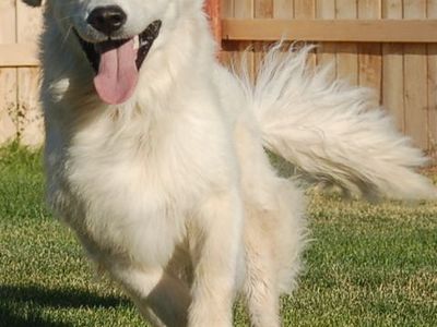 HONDO GOLDEN RETRIEVER STUD EC