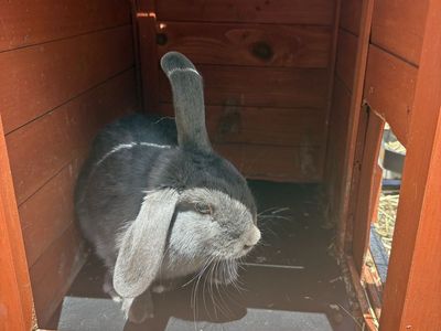 Floppy Bunny and Pen