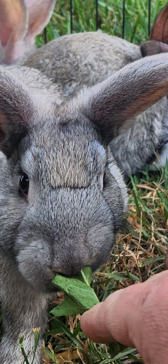 Friendly and or Meaty whatever you needy
