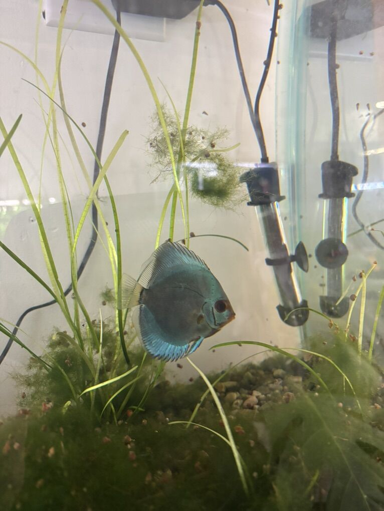 4.5 Inch Blue Diamond discus