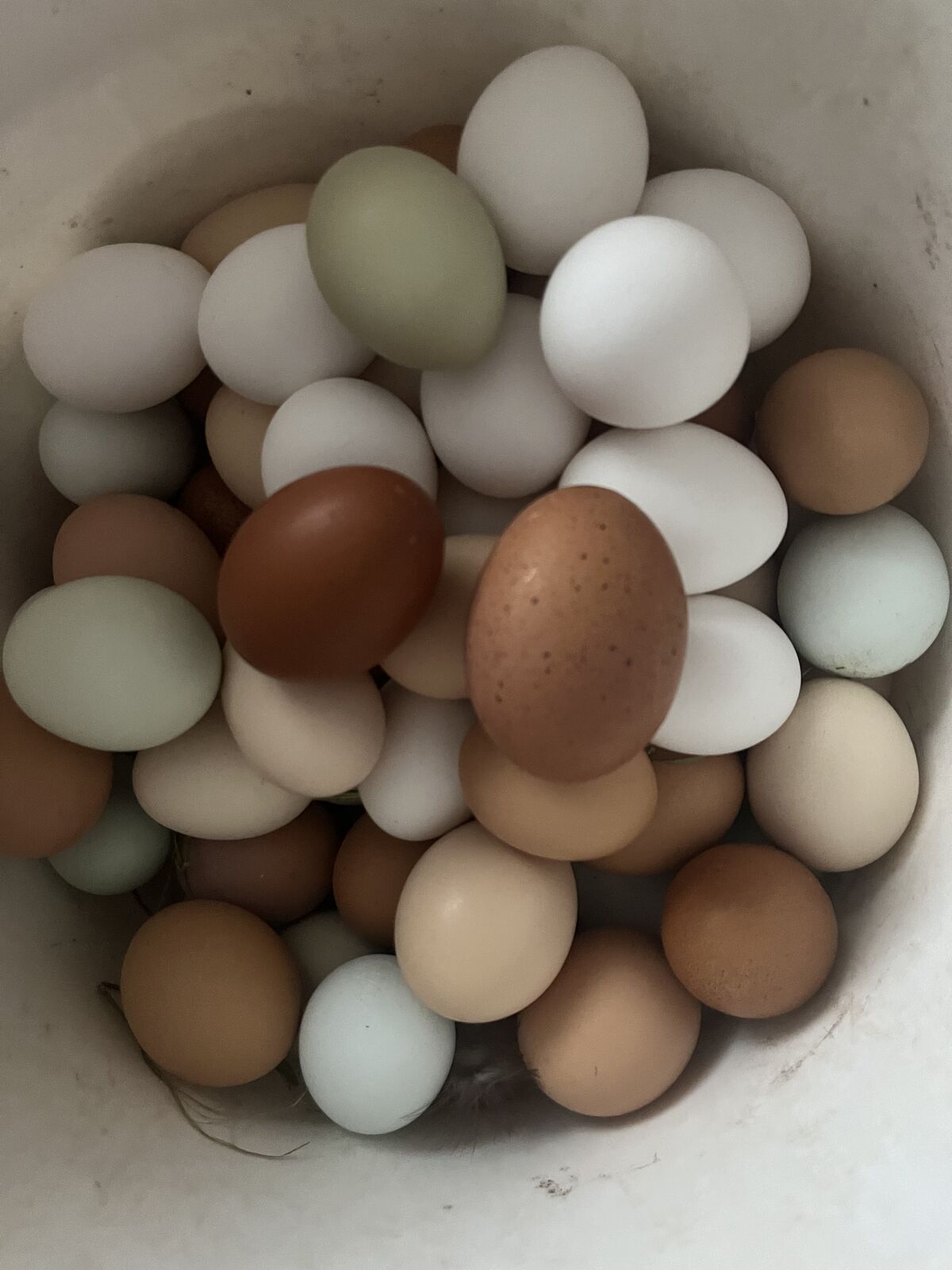 Fresh eggs