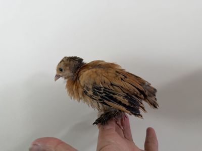 Lavender Orpingtons and Ameraucanas pullets -Sunday only!