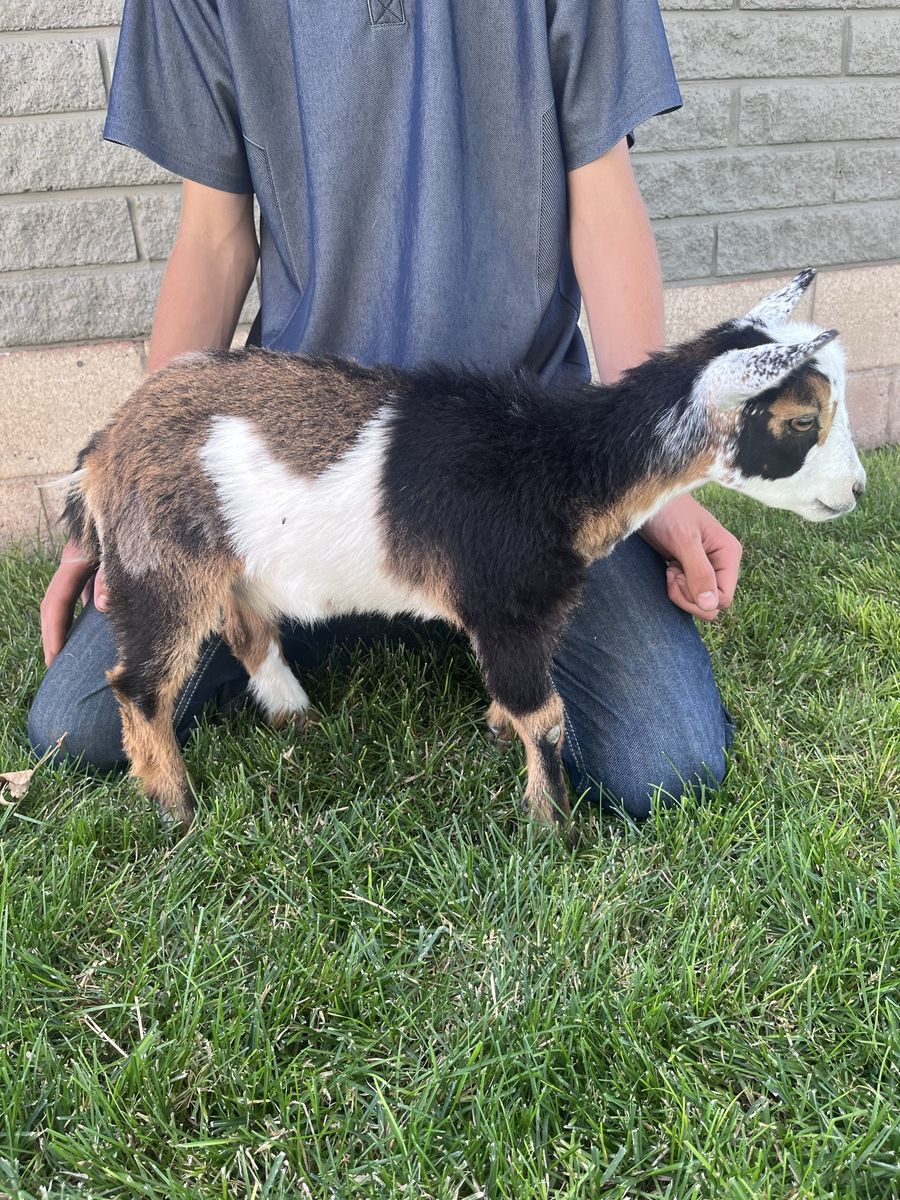 Friendly Nigerian Dwarf