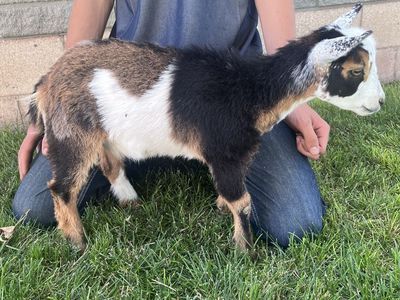 Friendly Nigerian Dwarf