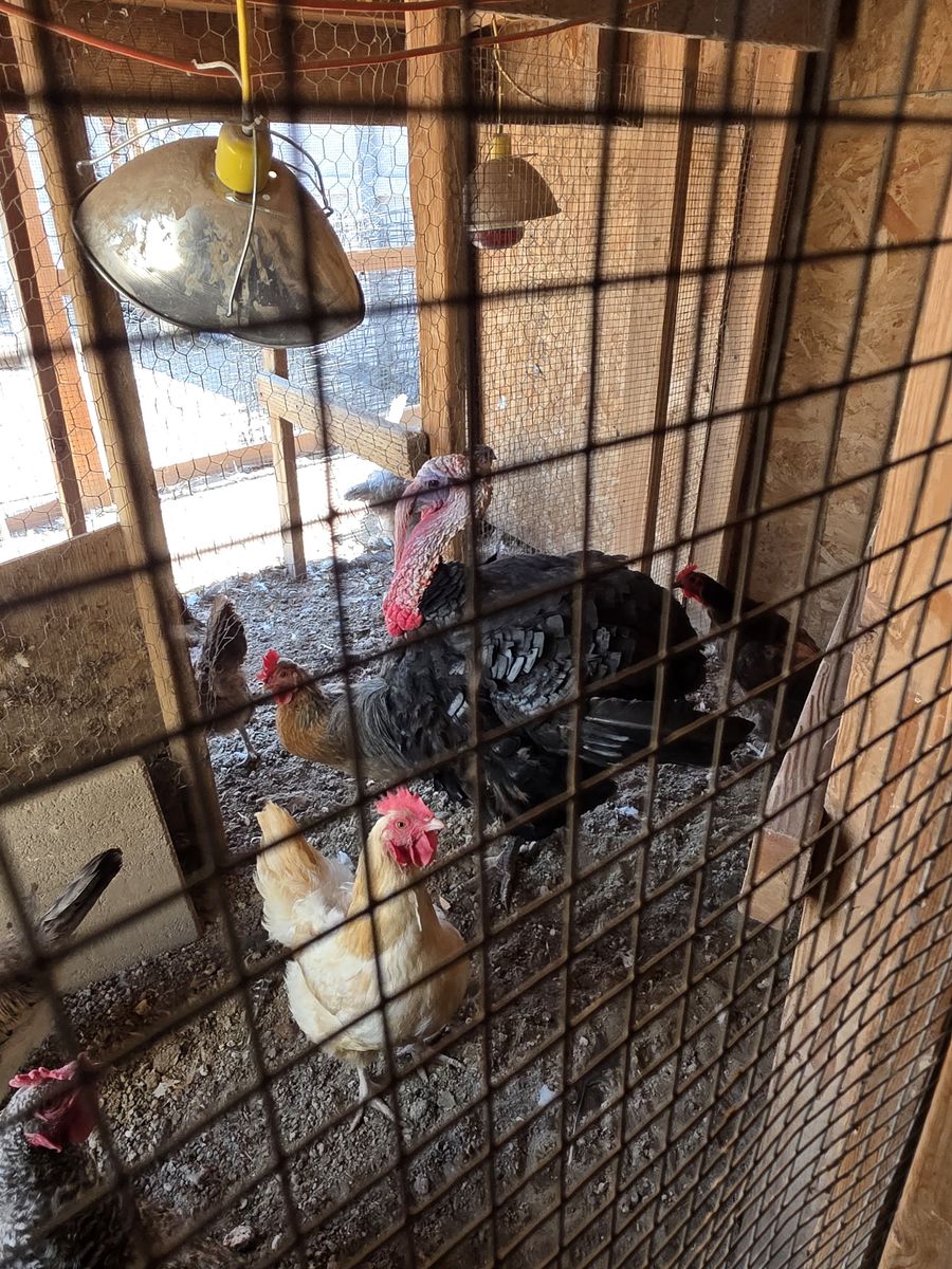Tom Turkey for sale