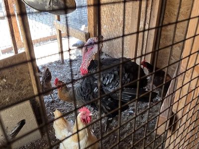 Tom Turkey for sale