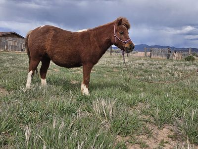 Shetland Pony For Sale