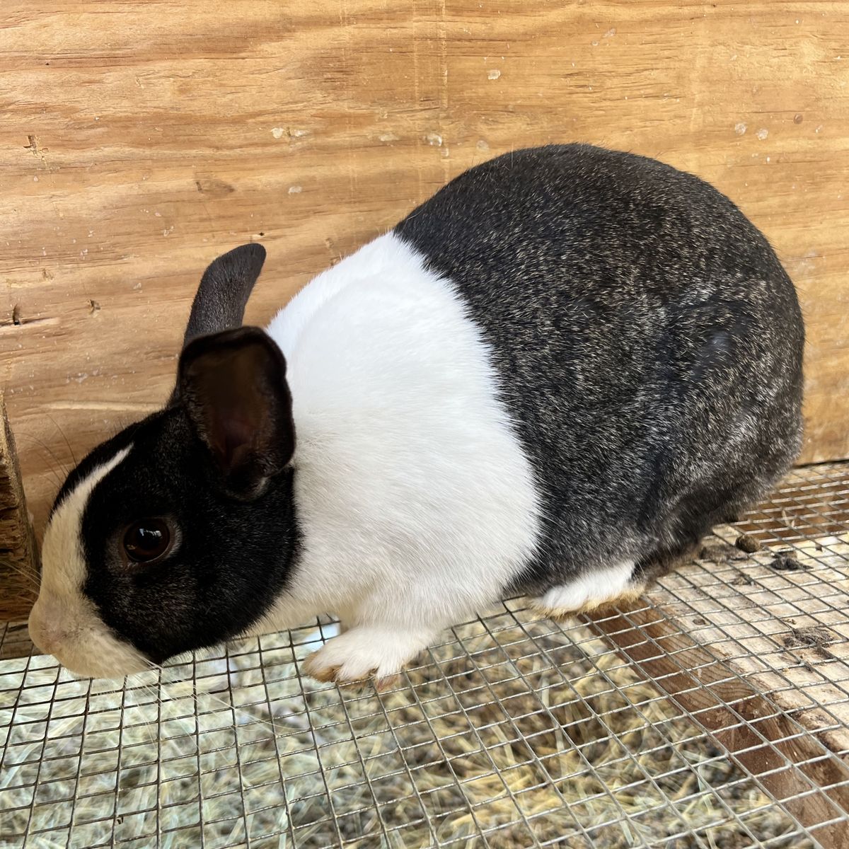 Purebred Steel Dutch Rabbit Doe