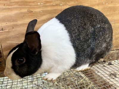 Purebred Steel Dutch Rabbit Doe