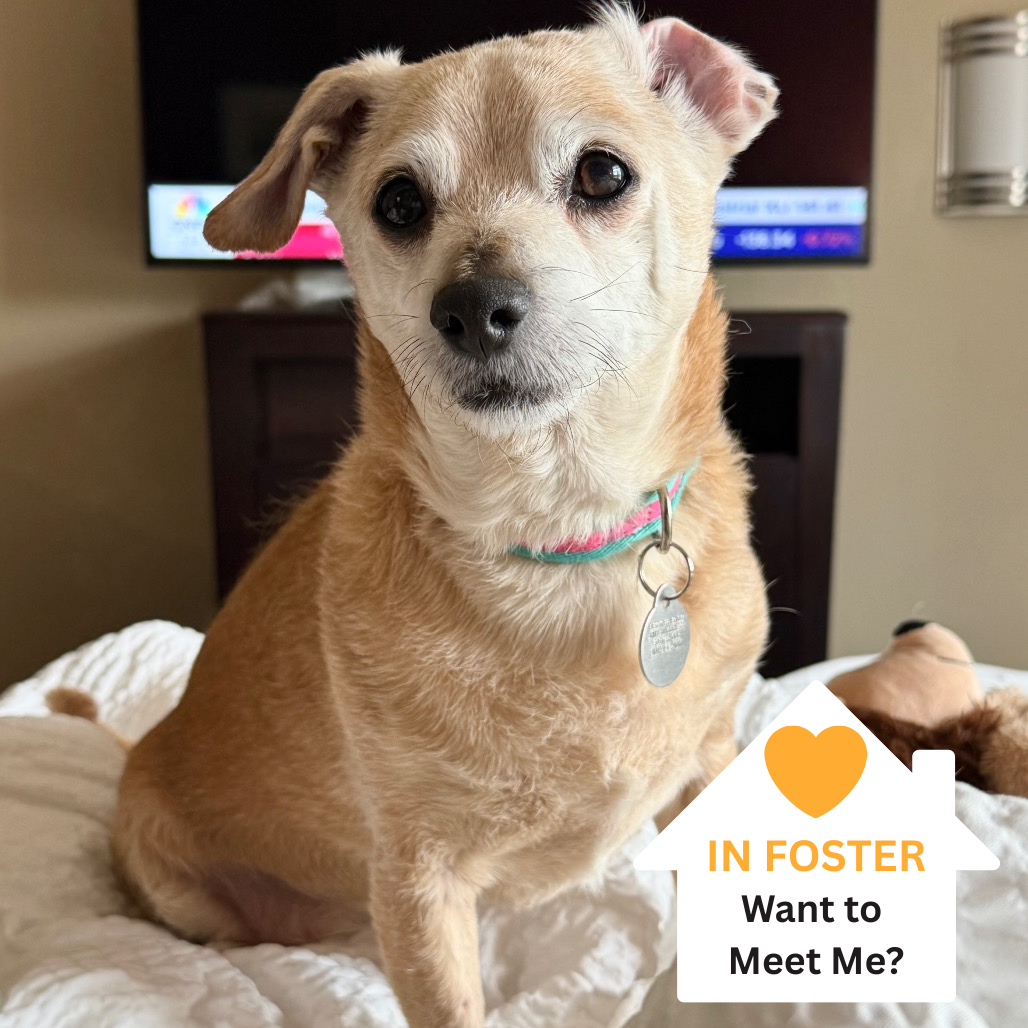 Hello my name is Nuggie