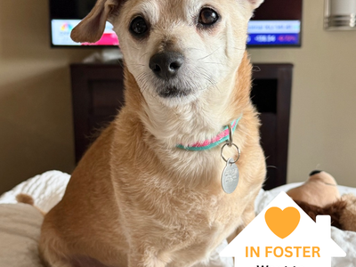 Hello my name is Nuggie