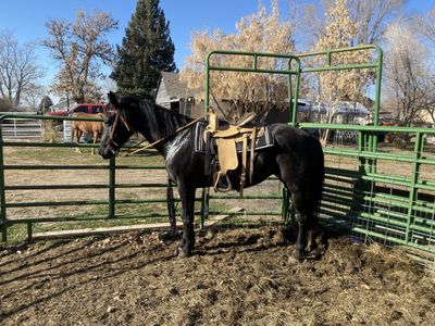 Registered Paint Mare