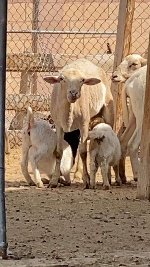 sheep with baby lambs