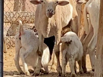 sheep with baby lambs