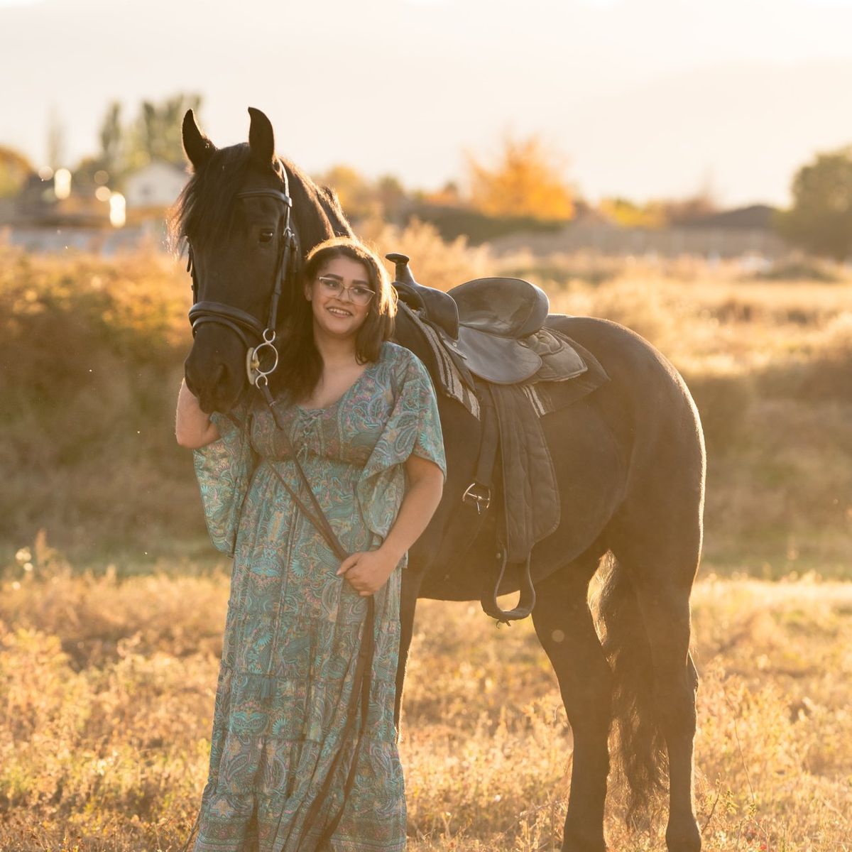 Friesian/Andalusian Cross