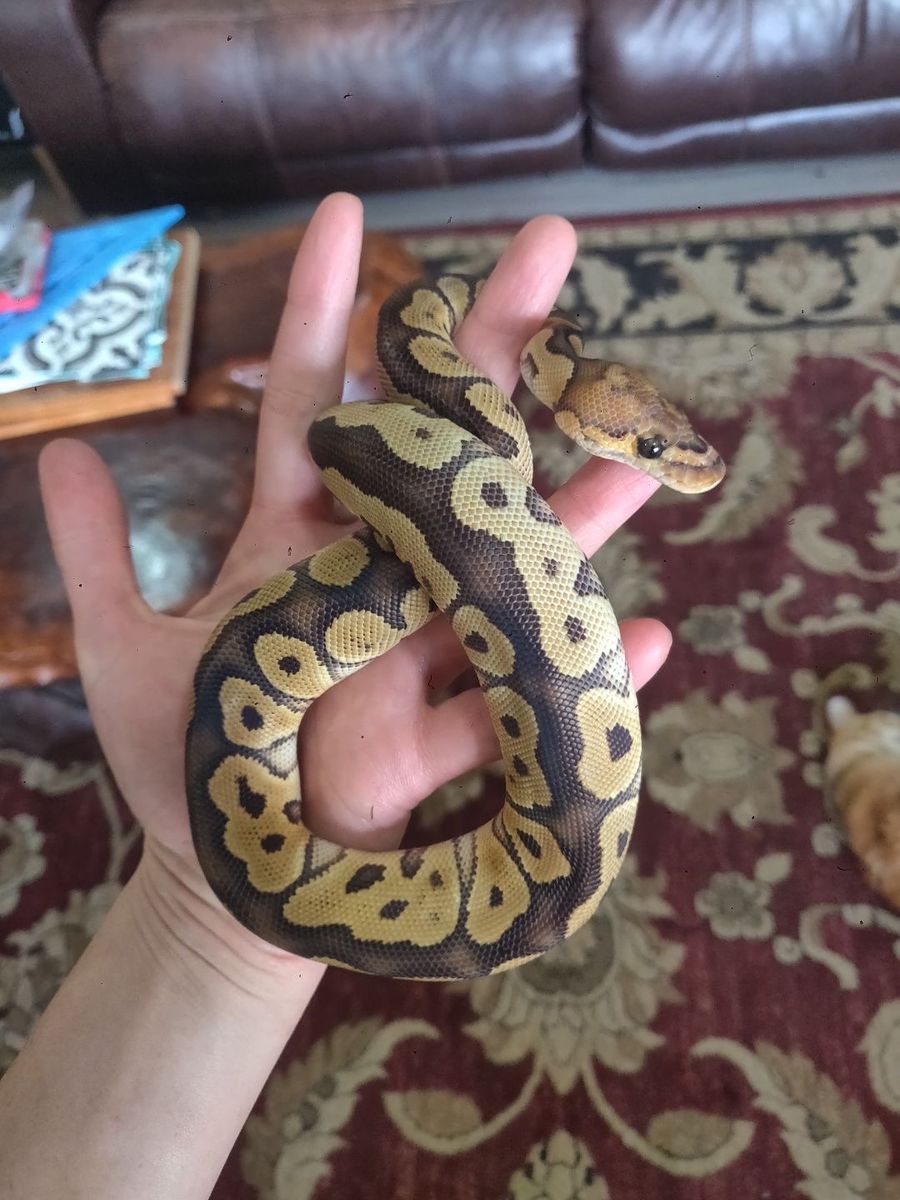Juvenile Clown Ball Python ‘Walnut’ with Cage, Hides, Lamp, Auto Humidifier & Water Dish