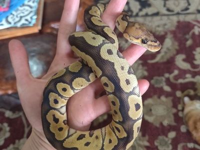 Juvenile Clown Ball Python ‘Walnut’ with Cage, Hides, Lamp, Auto Humidifier & Water Dish