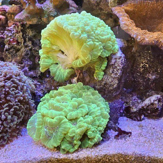 Kryptonite Candy Cane Coral Frag