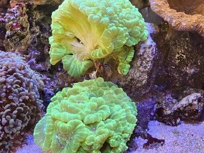 Kryptonite Candy Cane Coral Frag