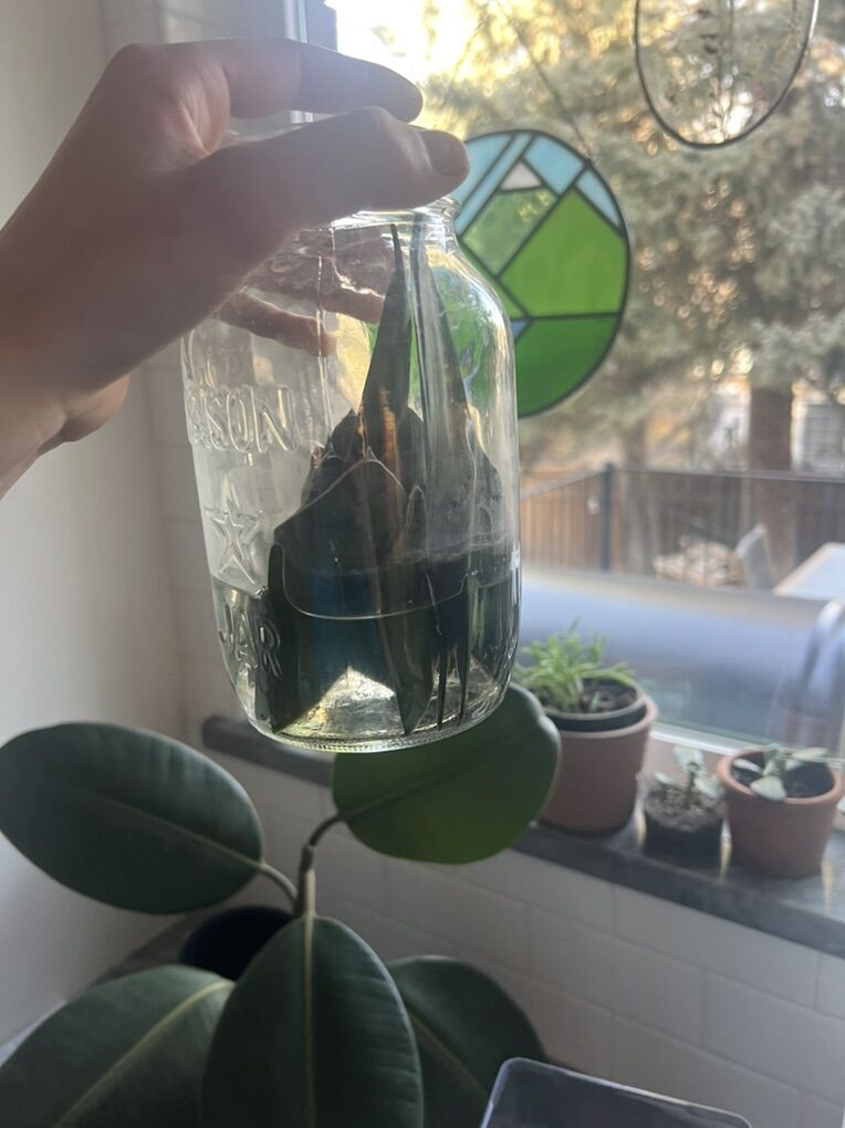 Snake Plant Cuttings