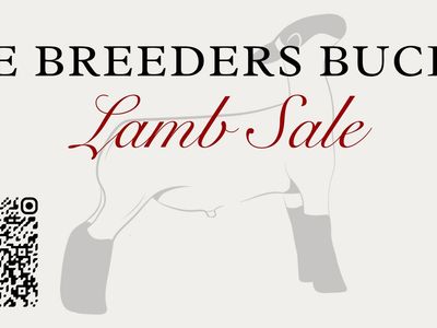 Breeders Buckle Lamb Sale