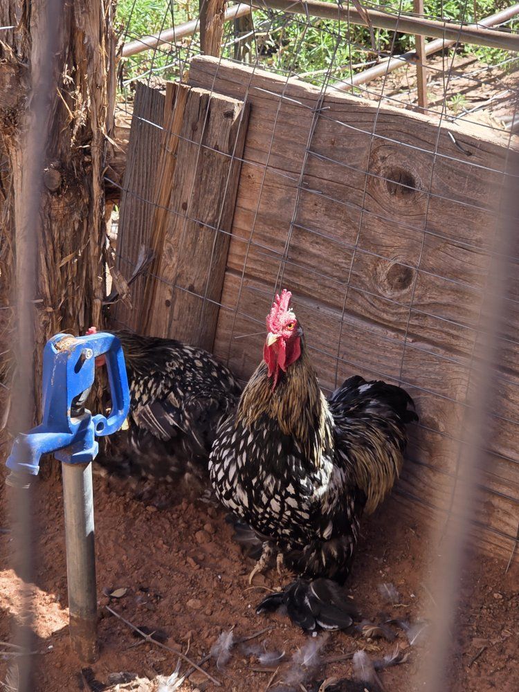 Live Chickens - Mixed Flock Poultry