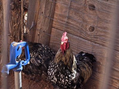 Live Chickens - Mixed Flock Poultry