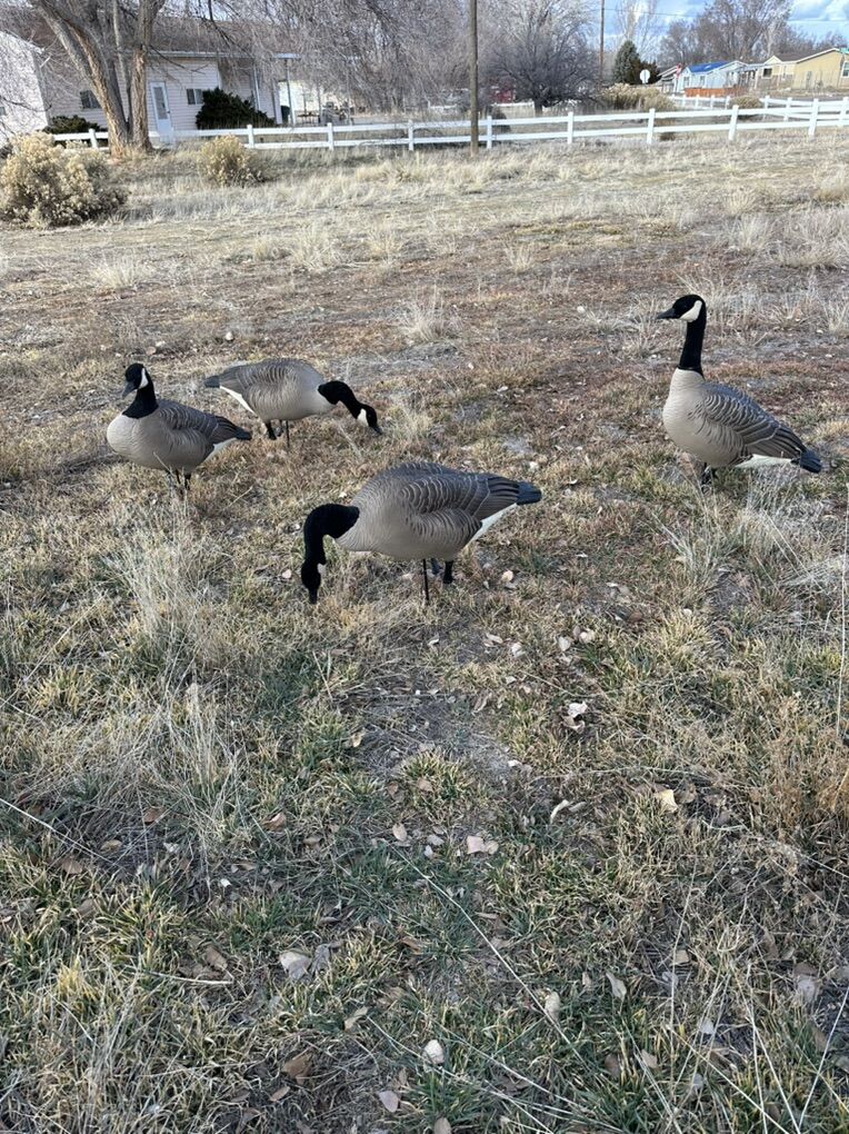 Dave Smith Decoys Maxima canadas